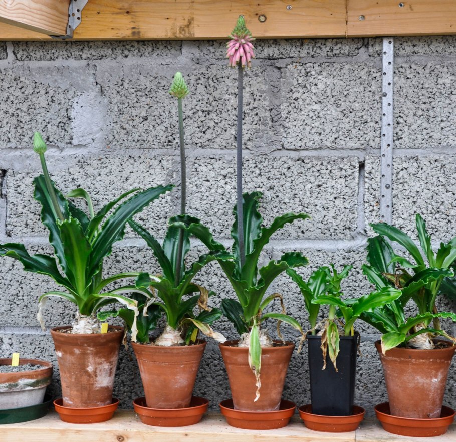 Veltheimia bracteata