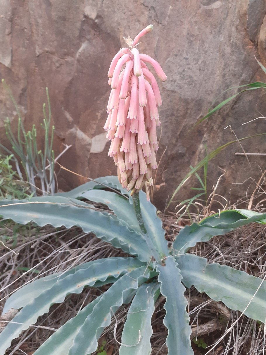 Mуricaria bracteata