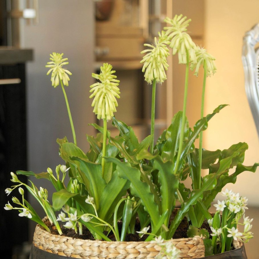 Посадка гальтонии в грунт открытый