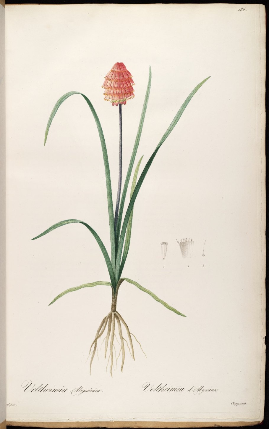 Ботанический сад Кирстенбош ЮАР