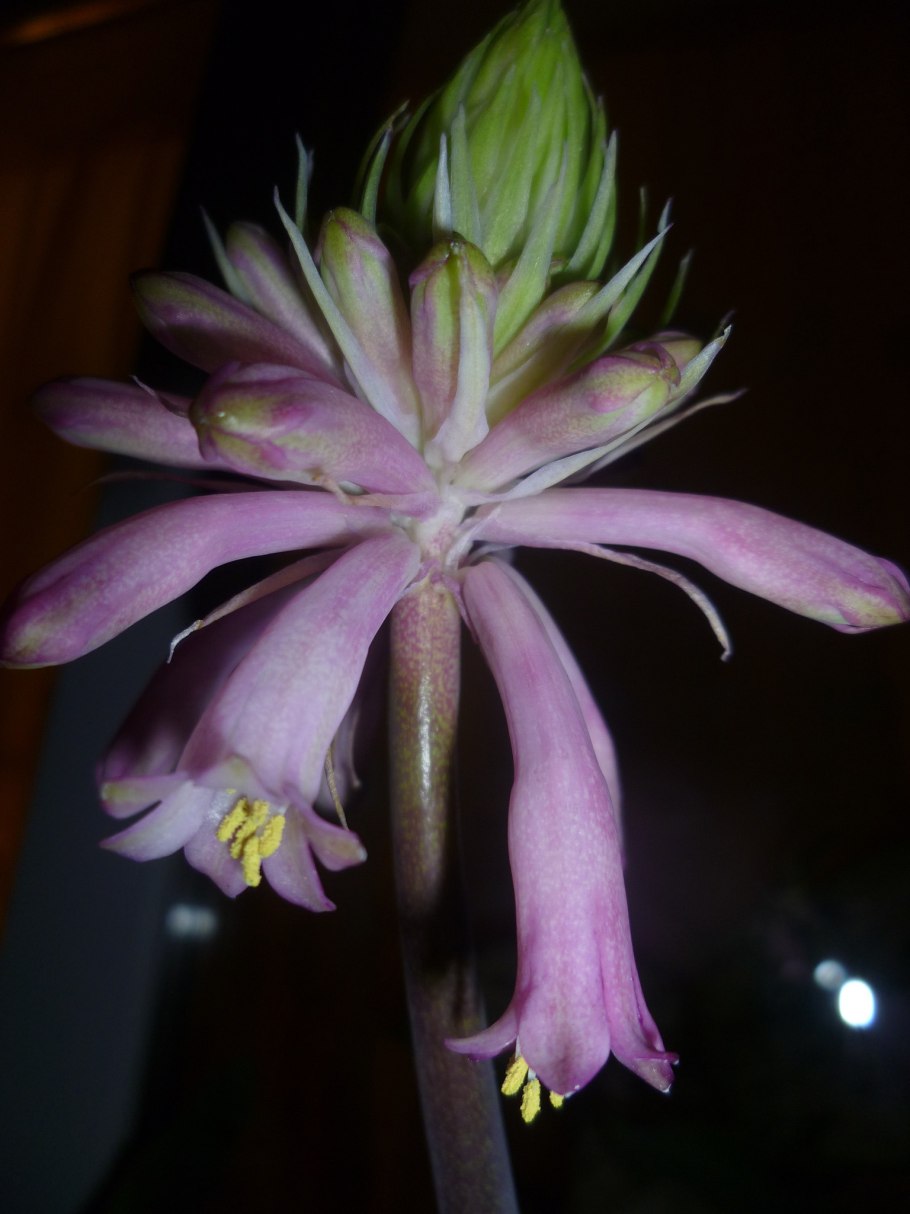 Veltheimia capensis