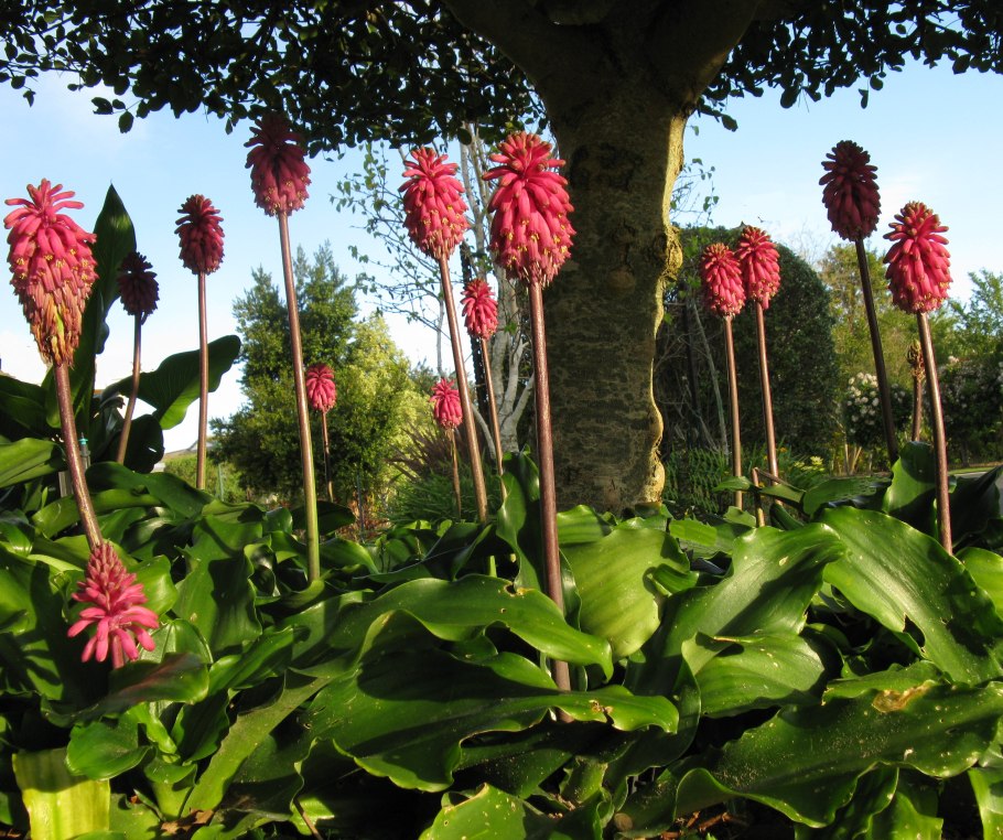 Вельтгеймия в горшке