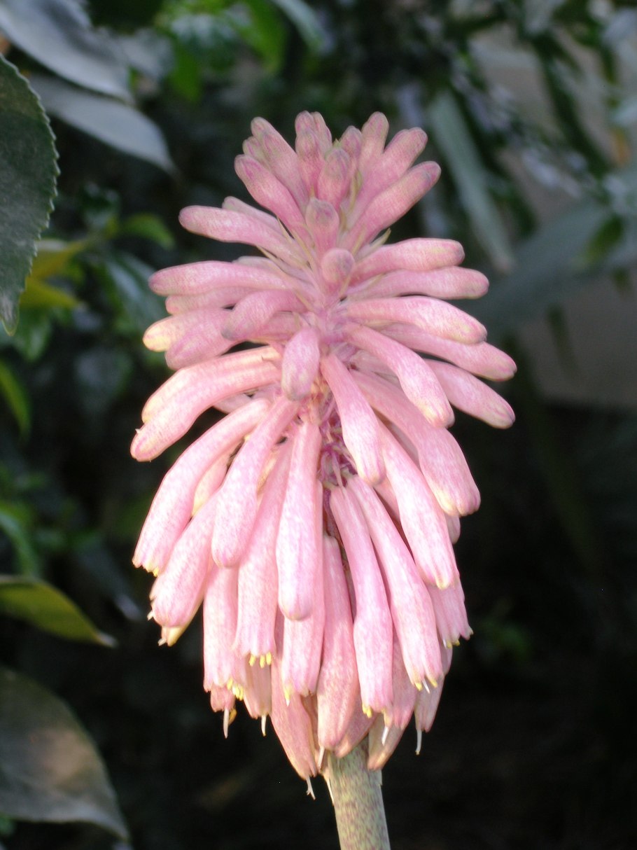 Veltheimia bracteata