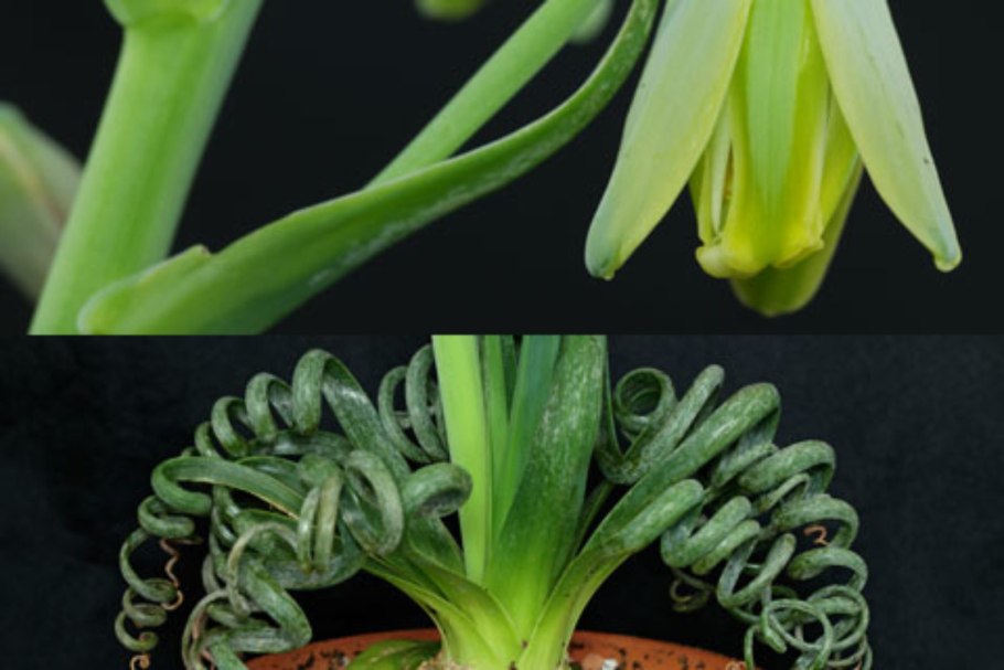 Электросхема автоматики Будерус 2107