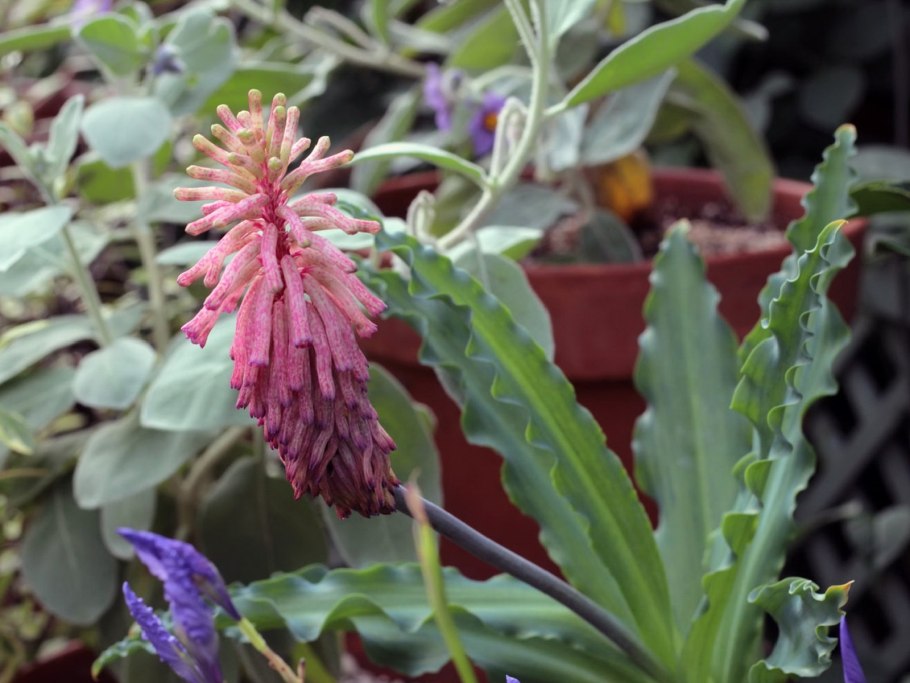 Вельтгеймия Капская