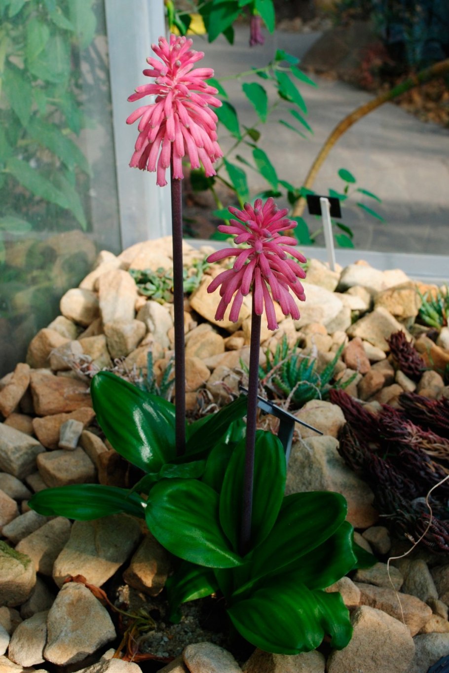 Вельтгеймия прицветниковая