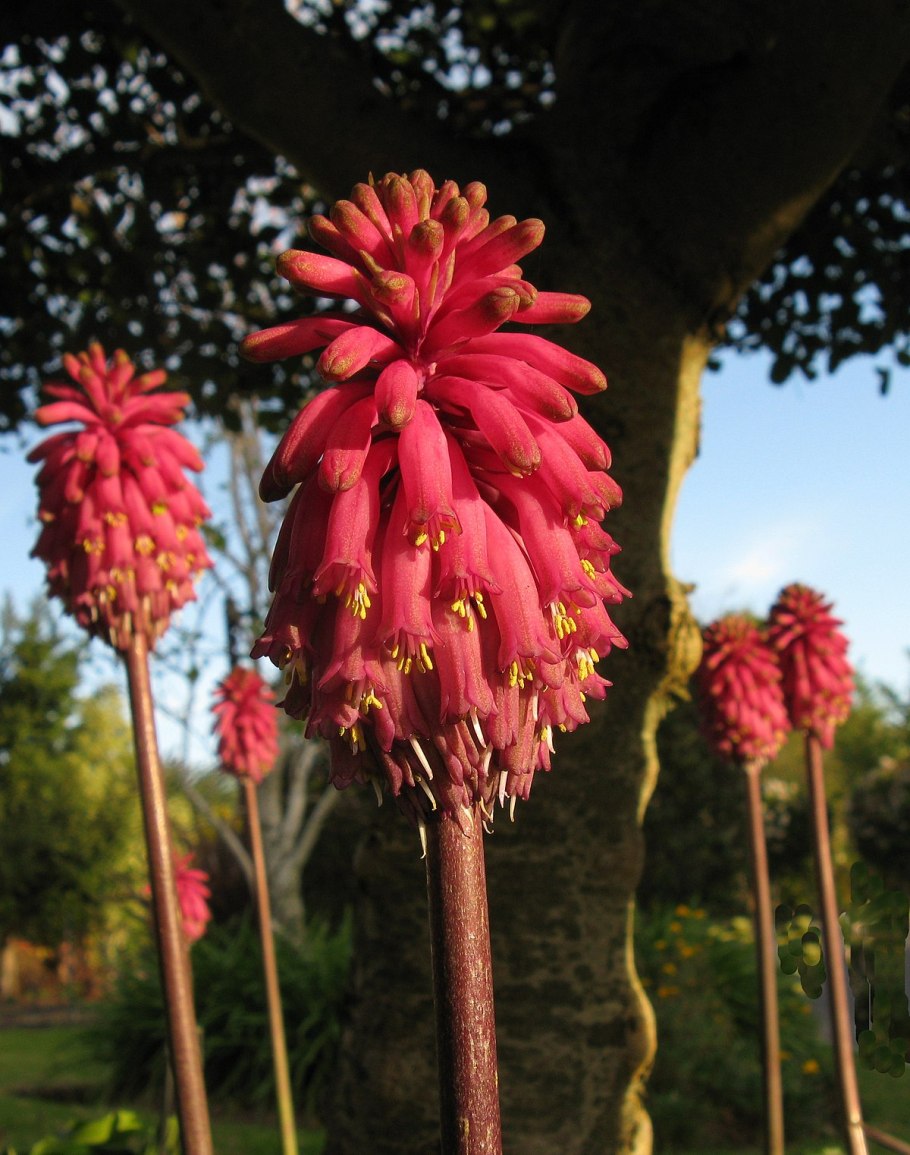 Veltheimia bracteata