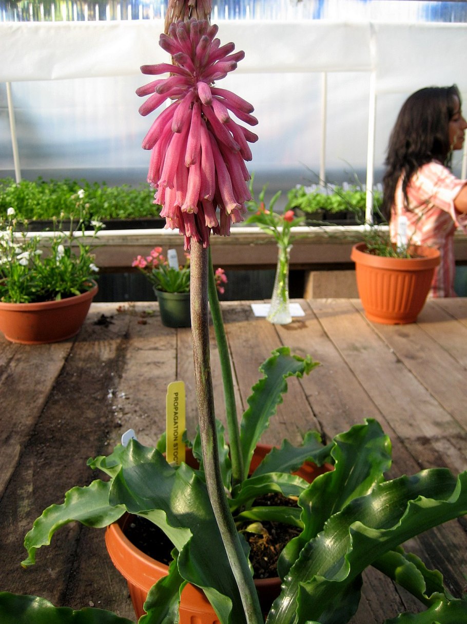 Вельтгеймия Капская