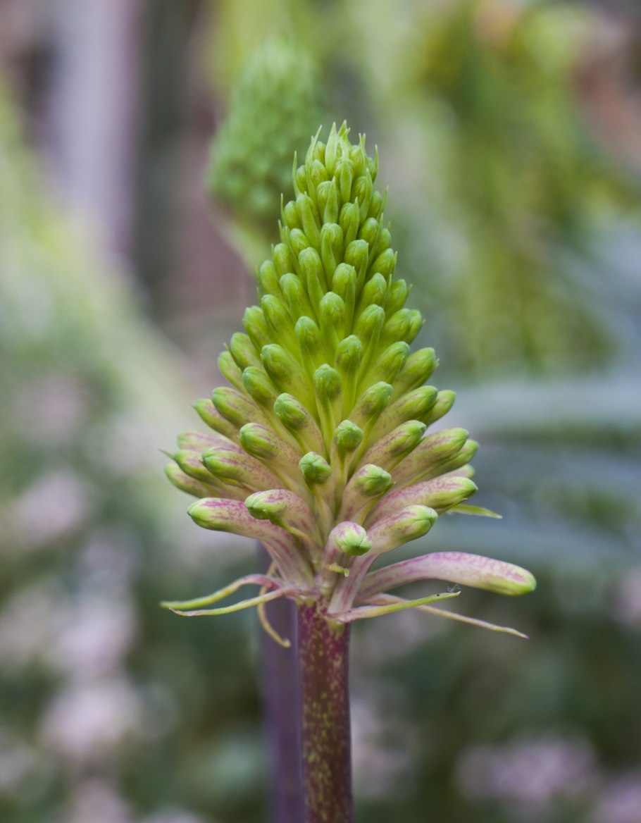 Алоэ Ботаническая иллюстрация