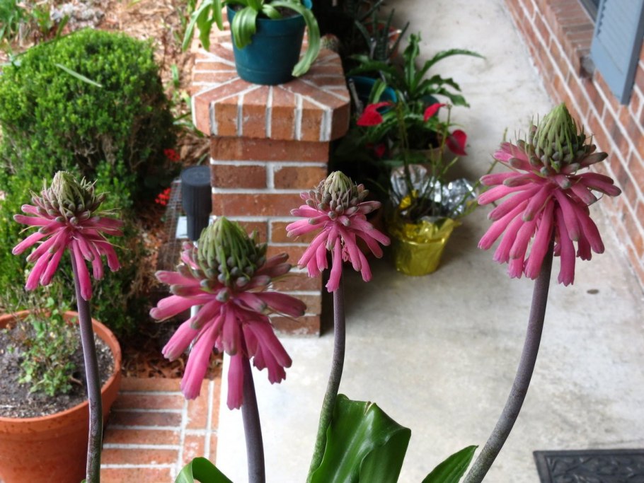 Вельтгеймия Капская