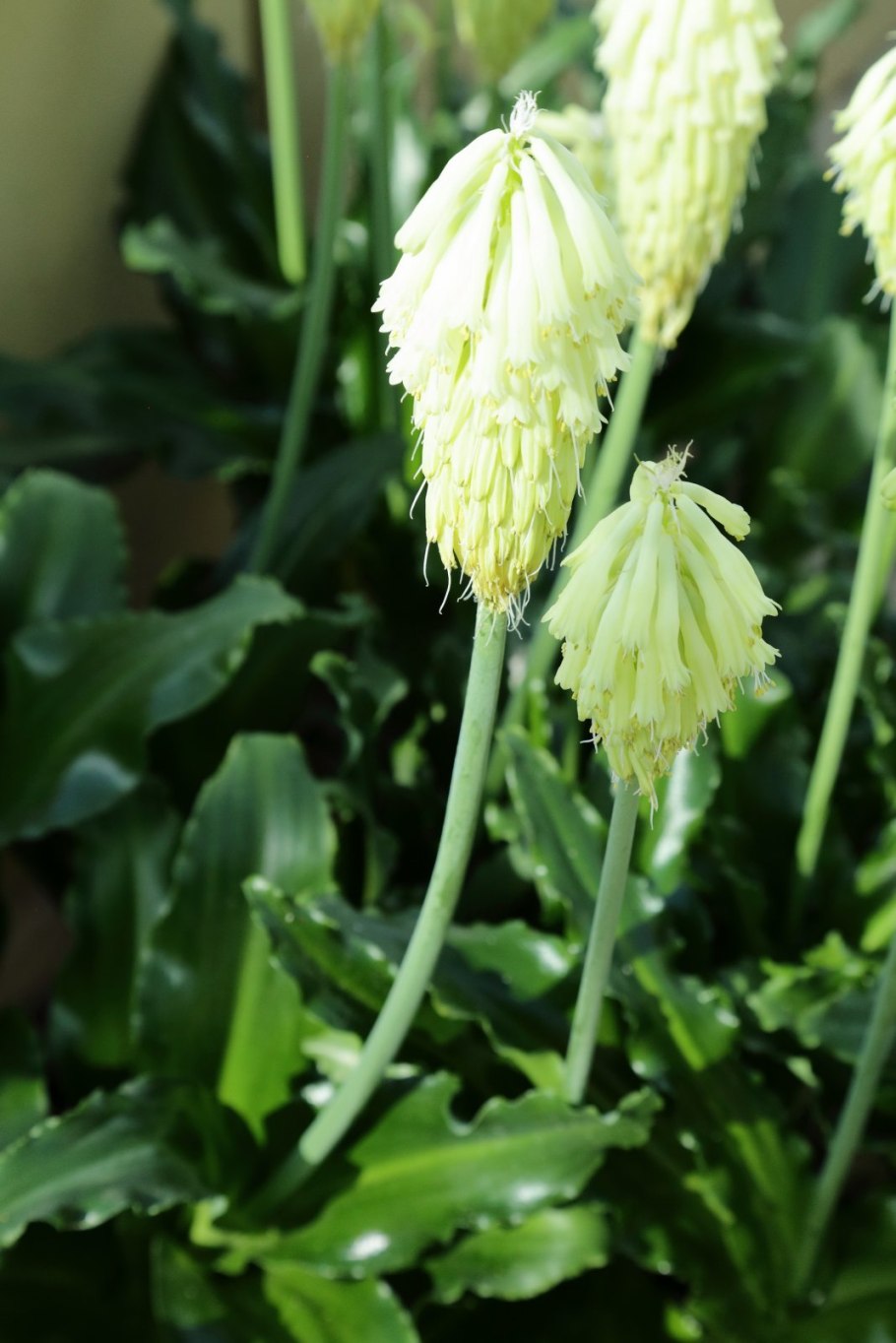 Вельтгеймия зеленоцветковая