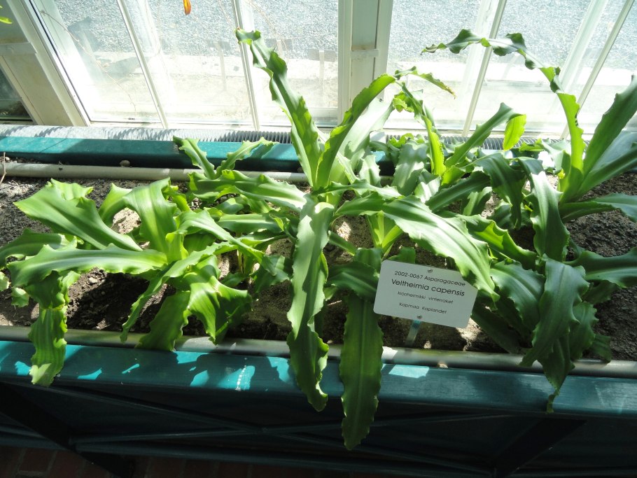 Ботанические рисунки Гумбольдта