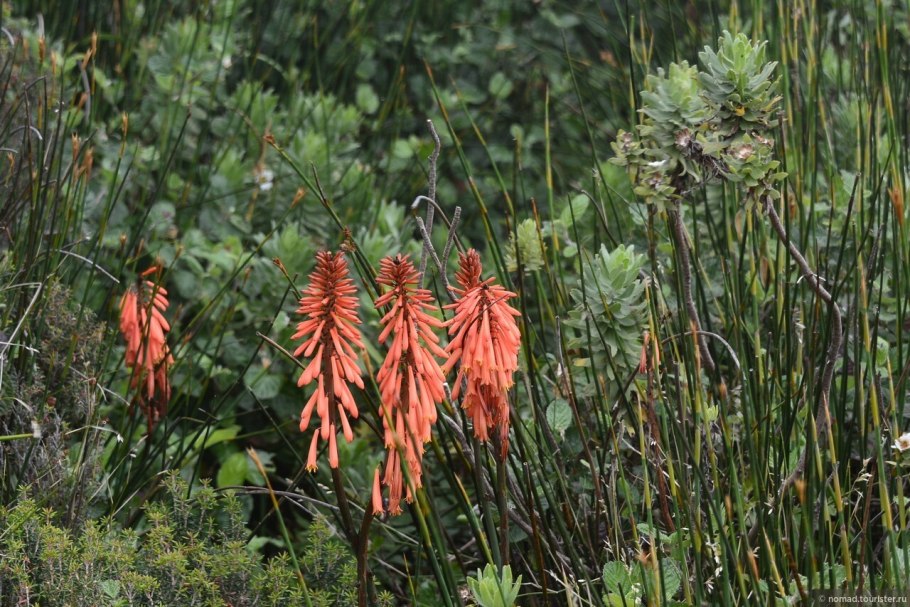 Альбука Спиралис Фриззл Сиззл