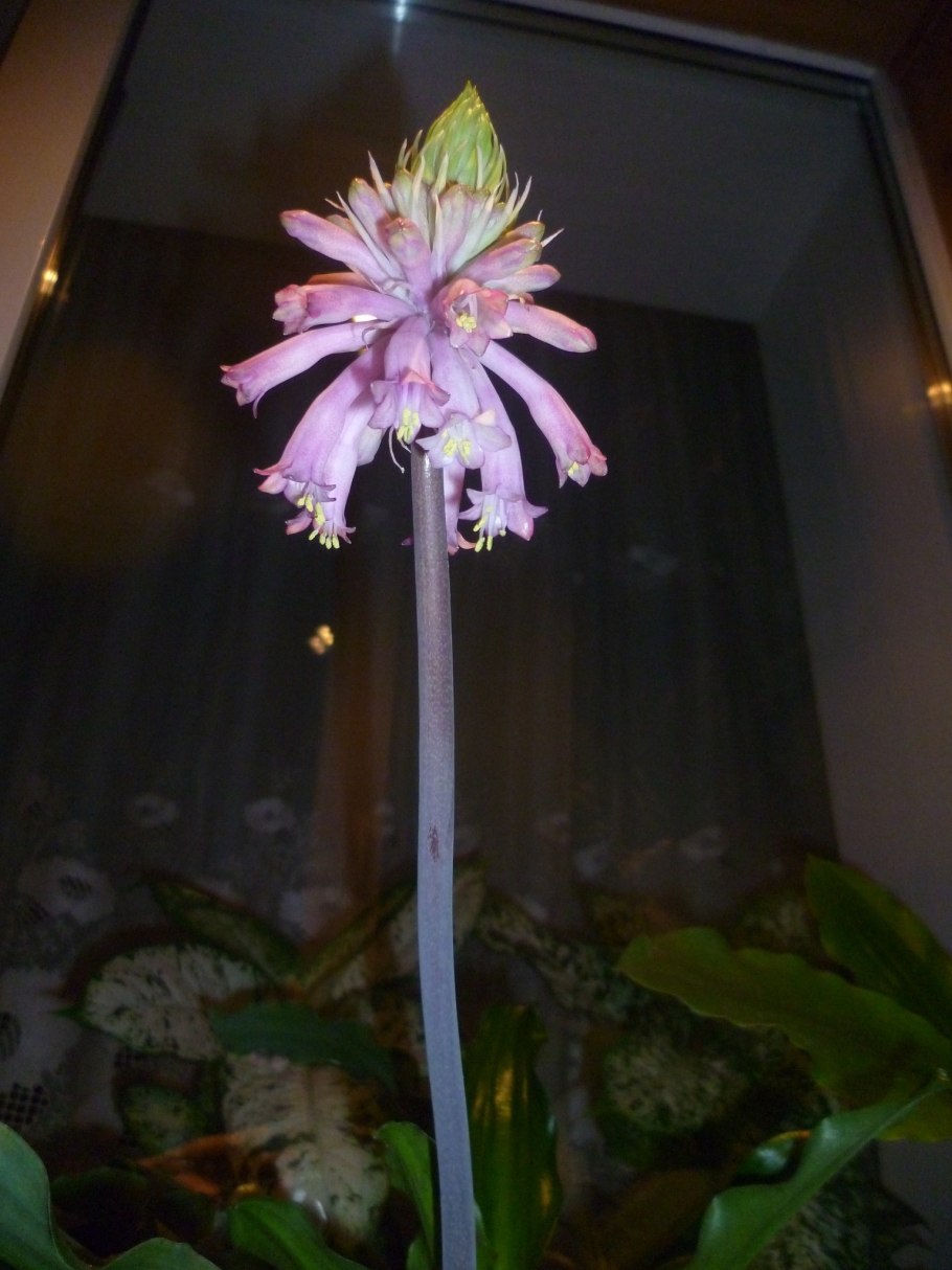 Холодильник Toshiba gr-rt565rs(LS)