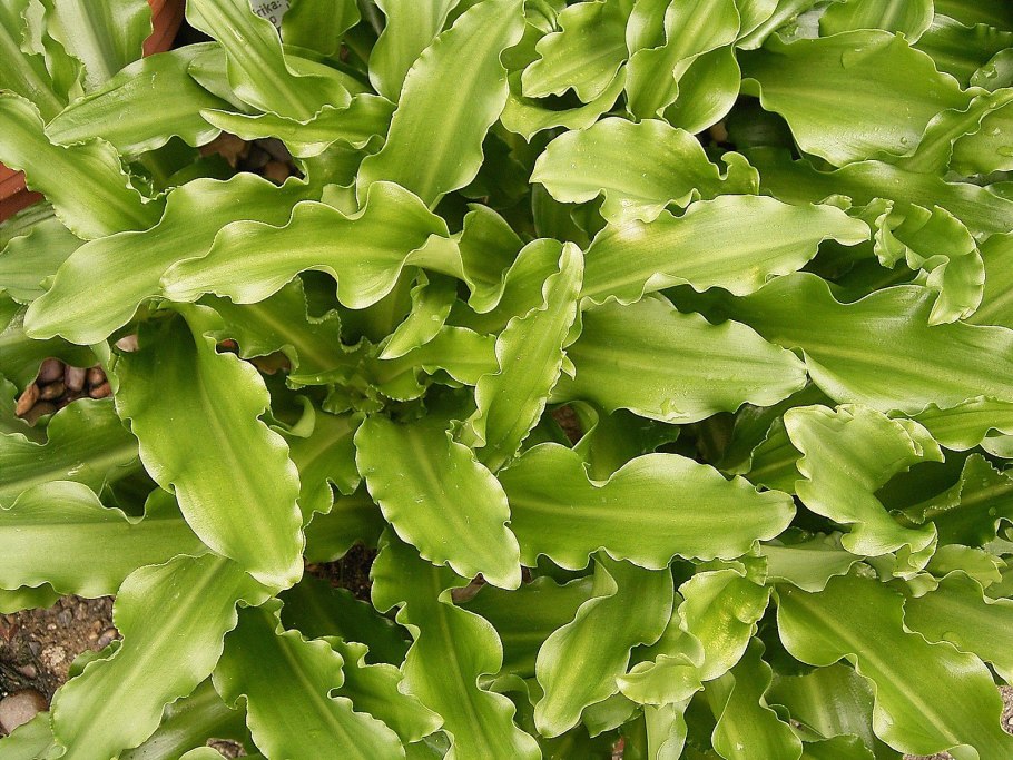 Портрет Лопухиной Лермонтова