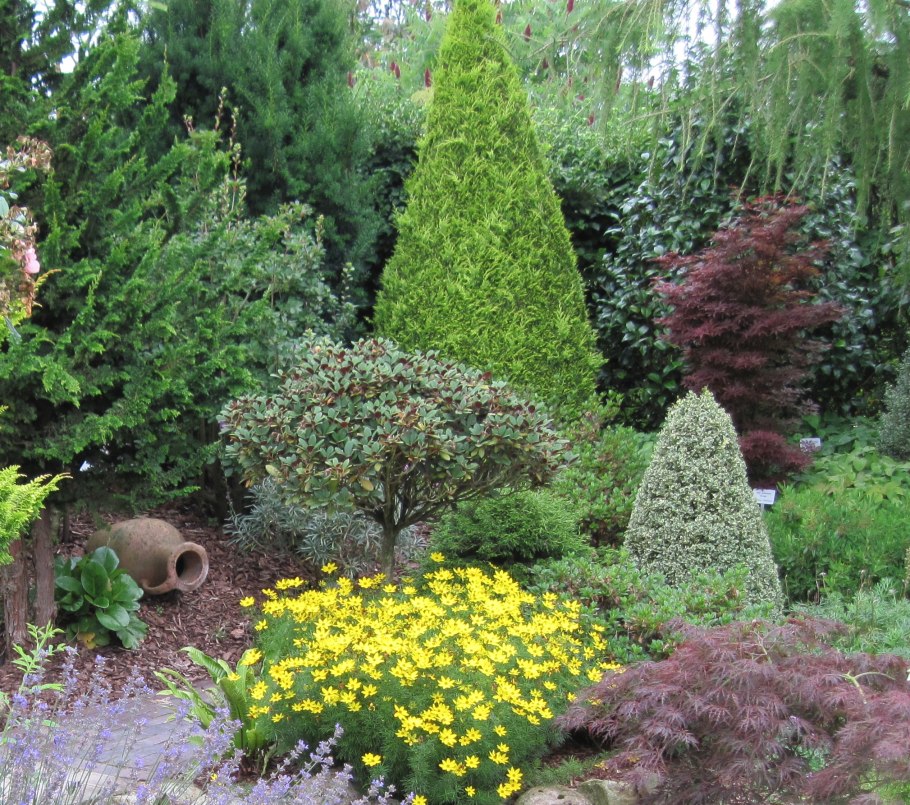 Миксбордер туя Ауреа Нана