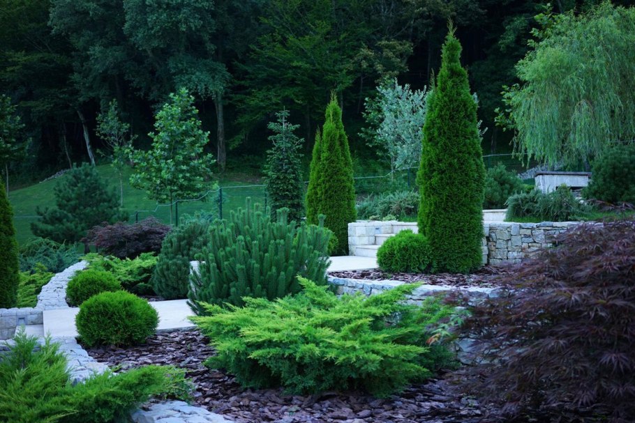 Лиственница плакучая