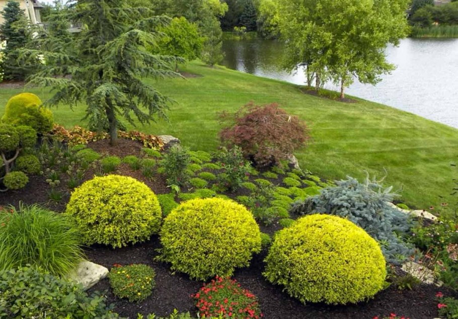 Туя Даника Ауреа в ландшафтном дизайне