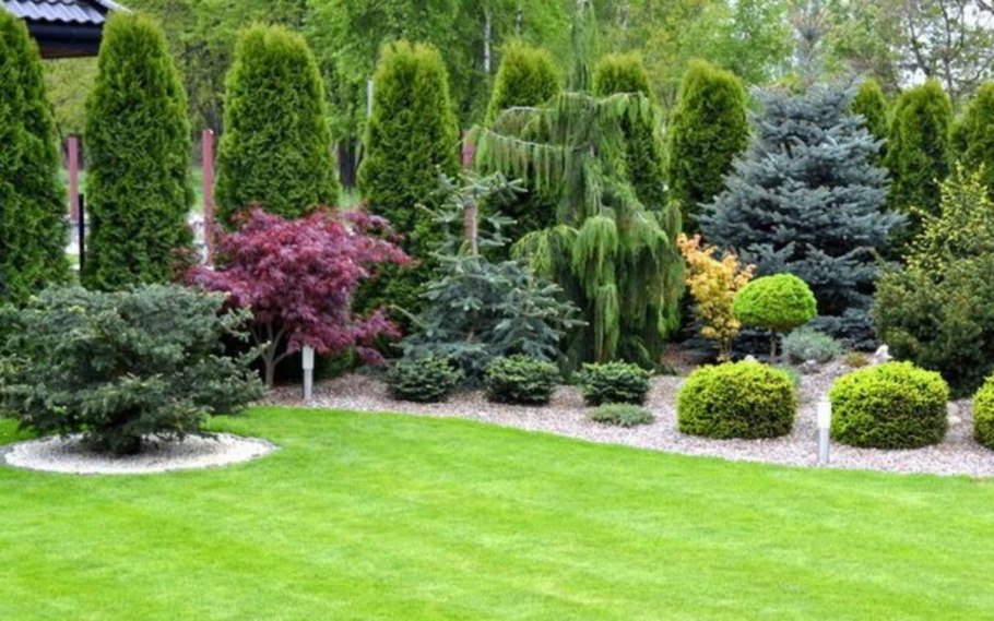 Туя Мириам в ландшафте