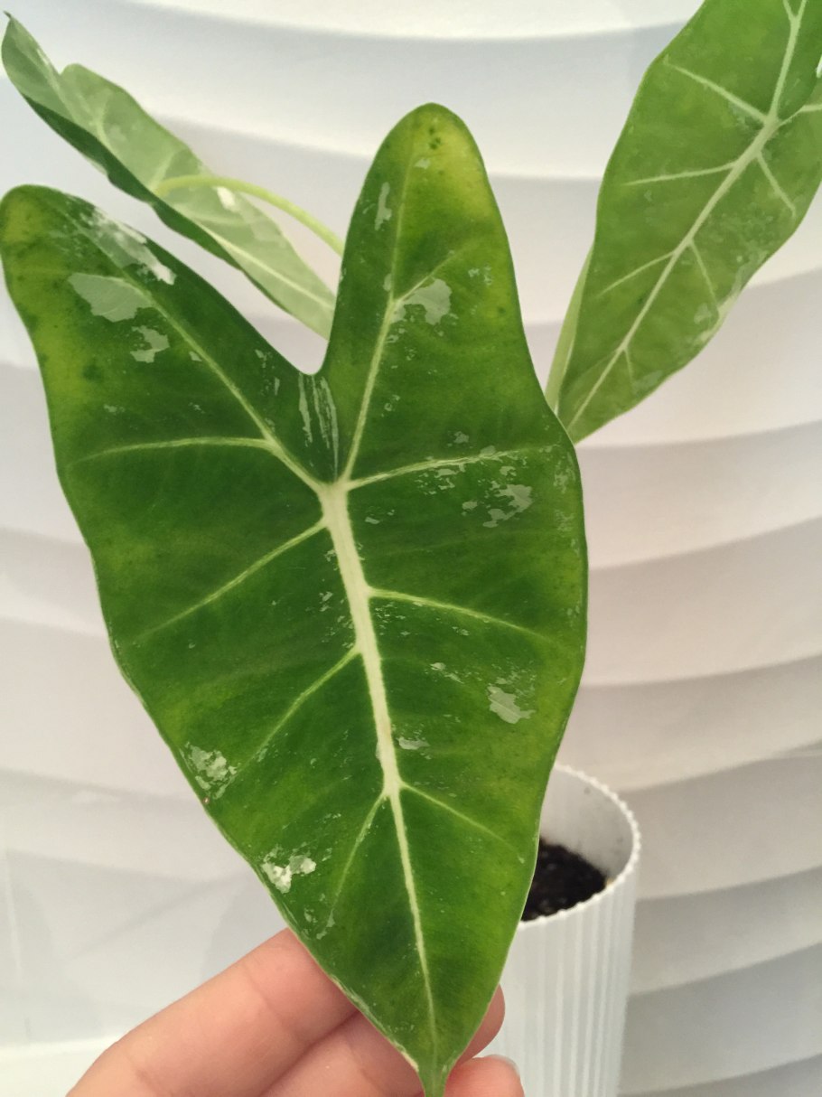 Алоказия клобучковая цветок