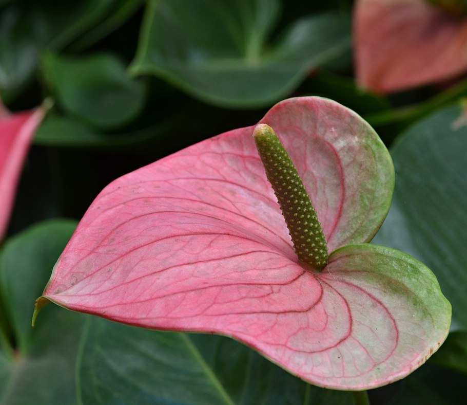 Калла Zantedeschia