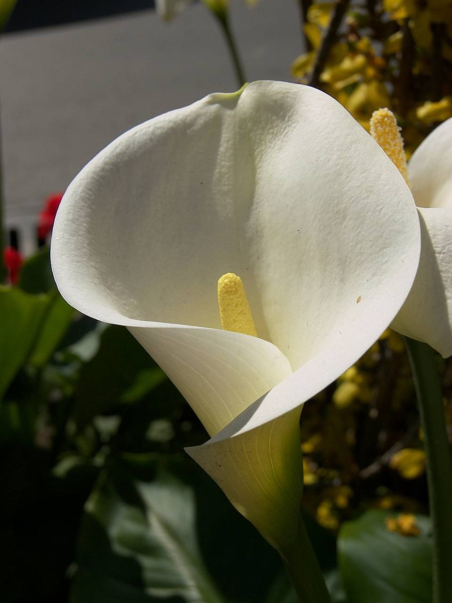 Антуриум эпифит