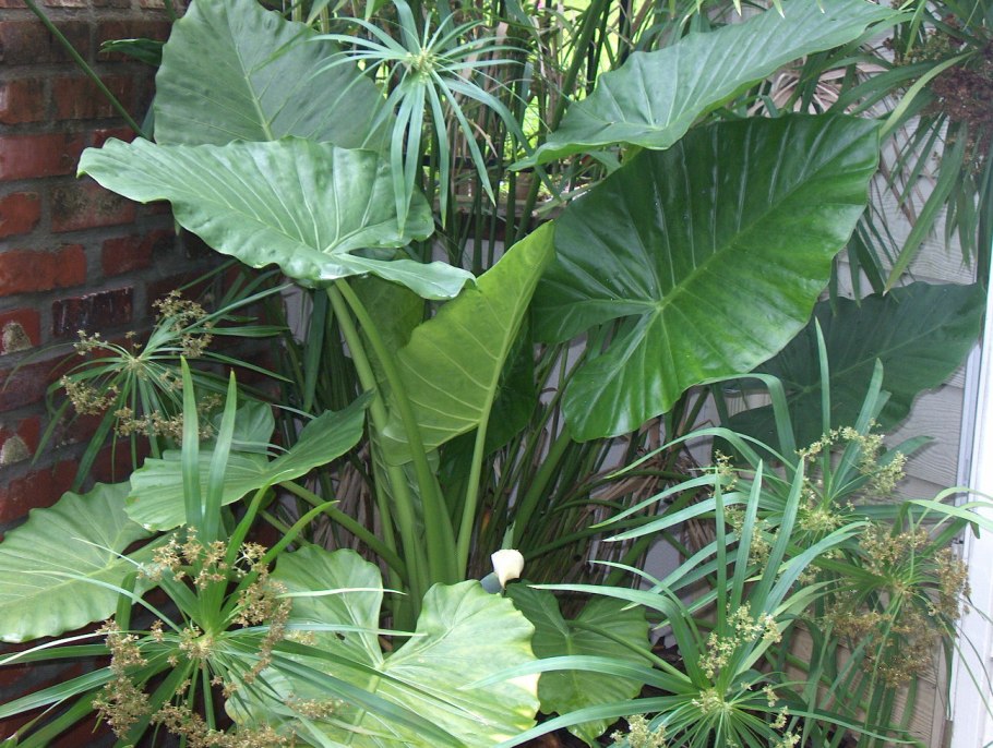 Anthurium salgarense