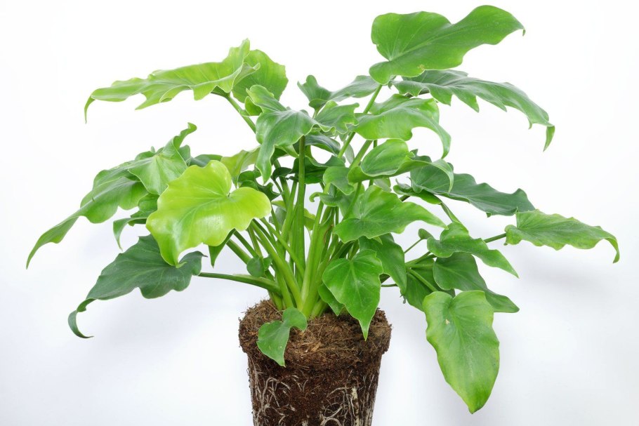 Антуриум Андре Фламинго