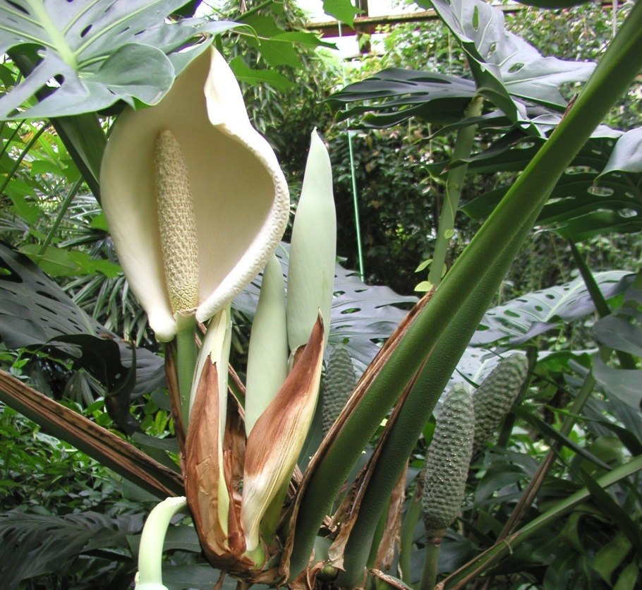 Alocasia macrorrhiza