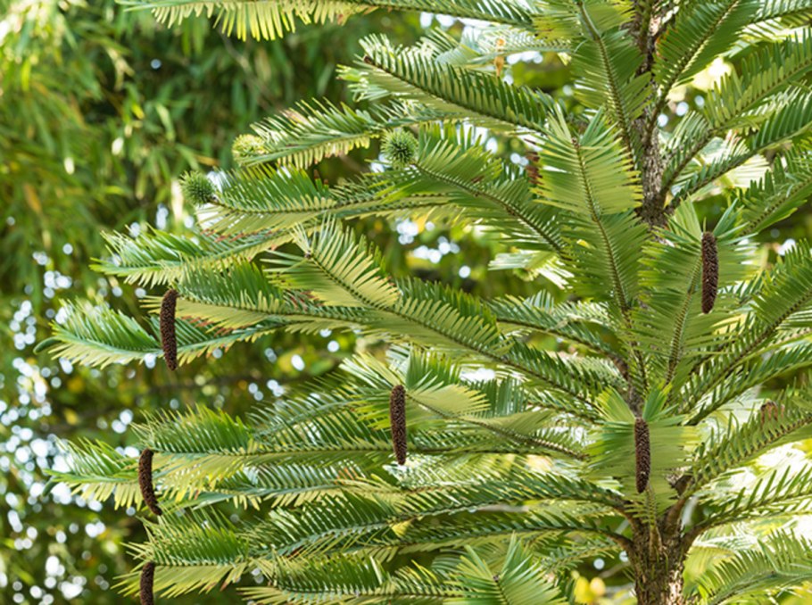 (Wollemia Nobilis) Воллемия благородная
