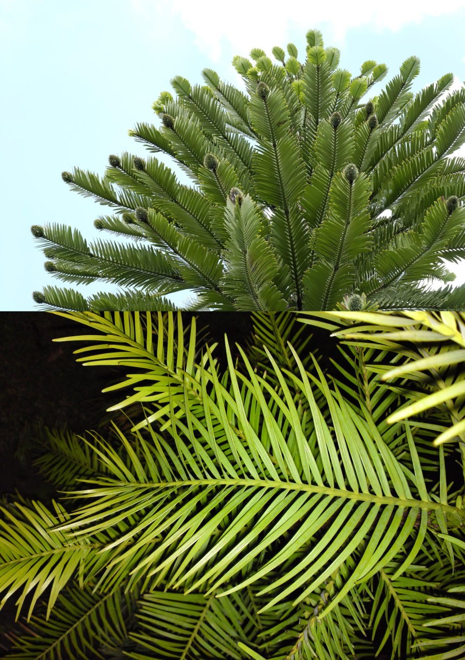 Воллемия Нобилис