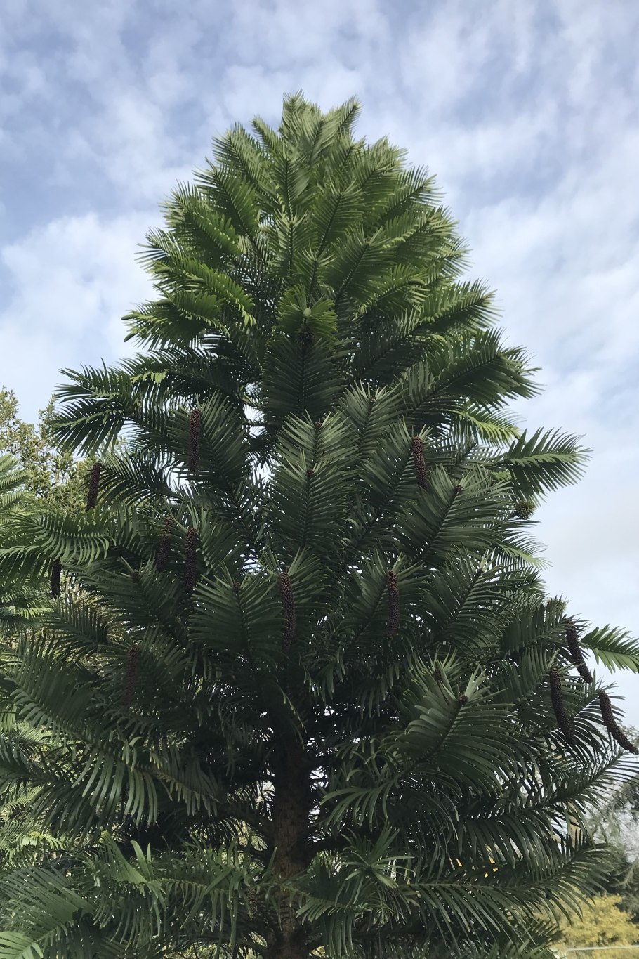 Воллемия благородная Австралия