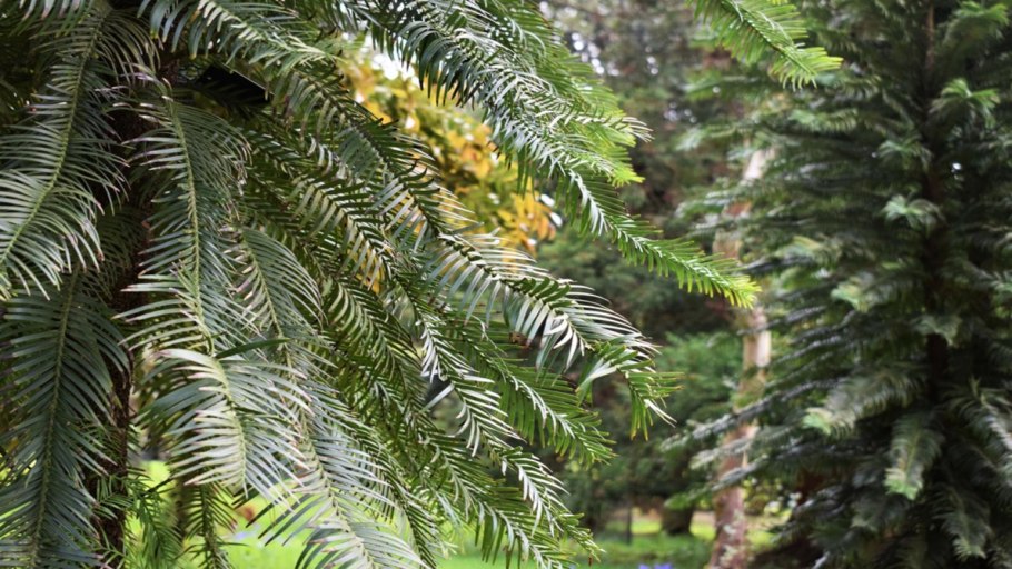 (Wollemia Nobilis) Воллемия благородная