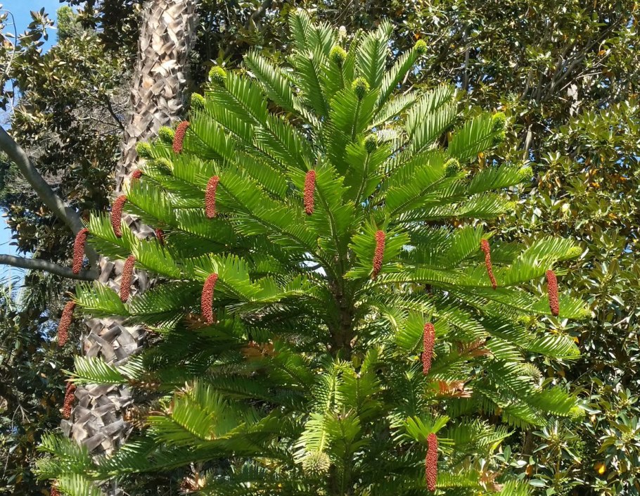 Сосна Воллеми