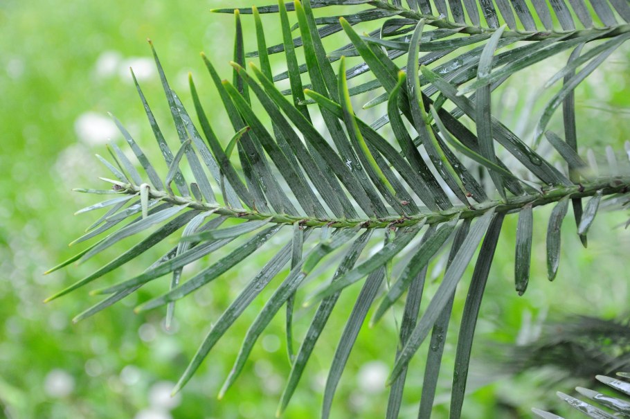 Воллемия благородная