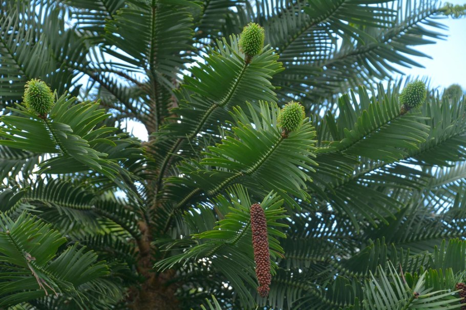 Воллемия благородная