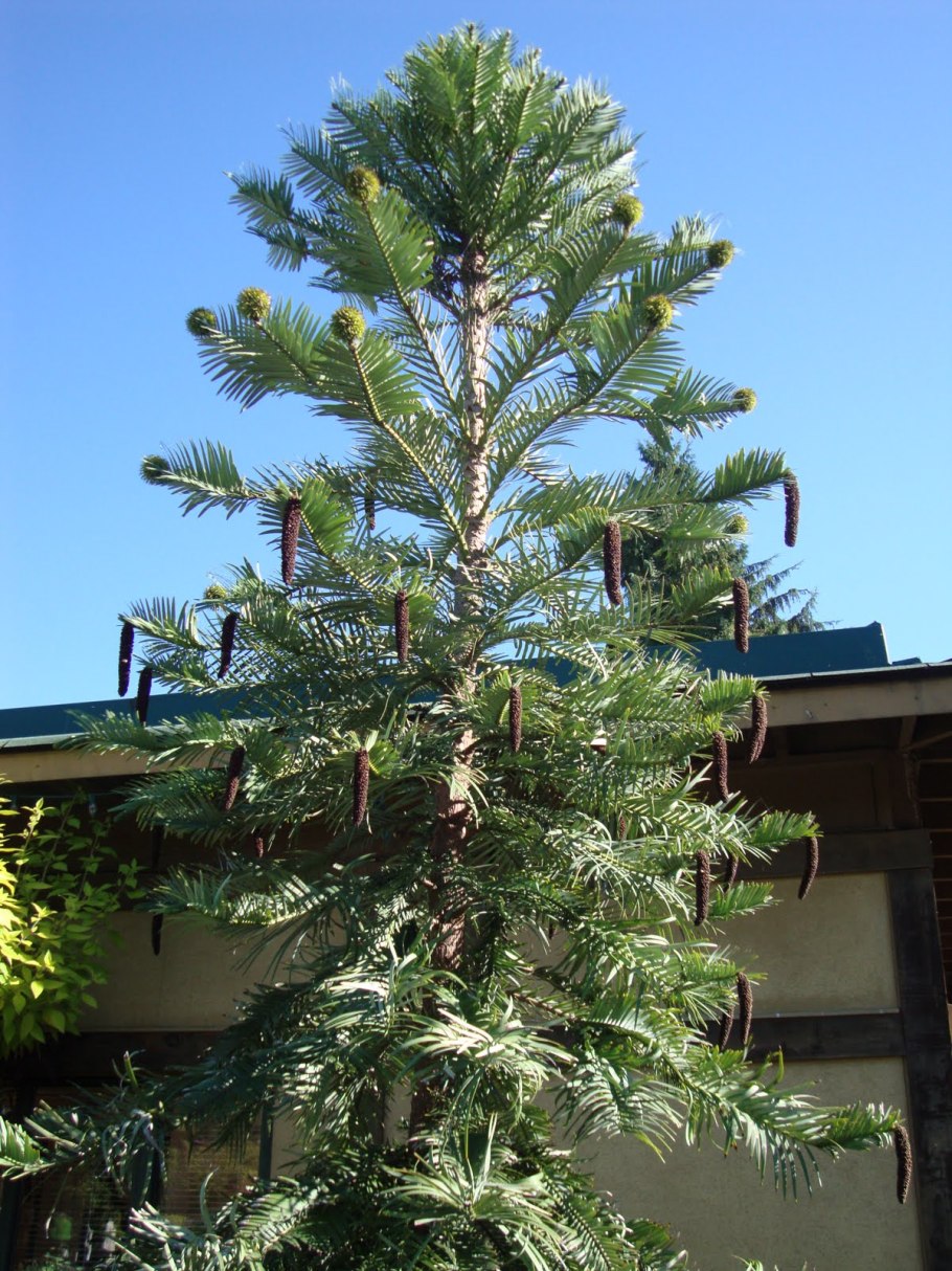 Ветка Воллемии