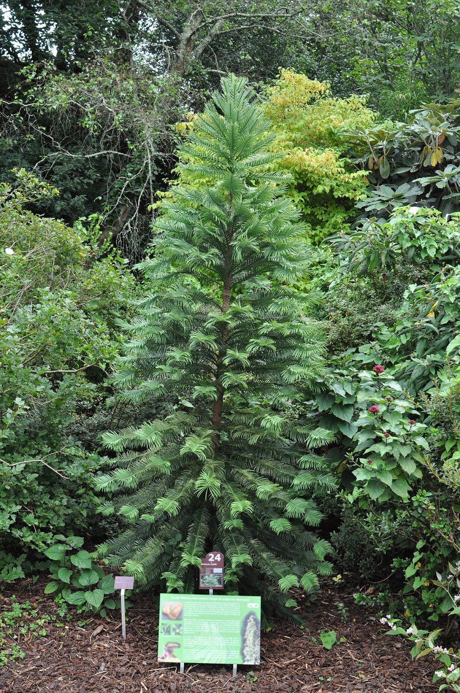 Доисторическая сосна