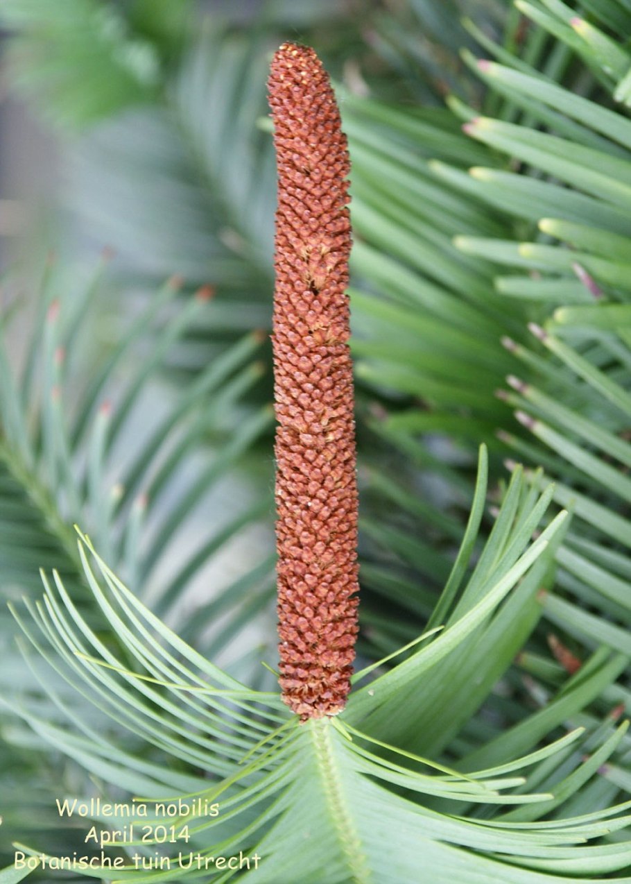 Воллемия благородная