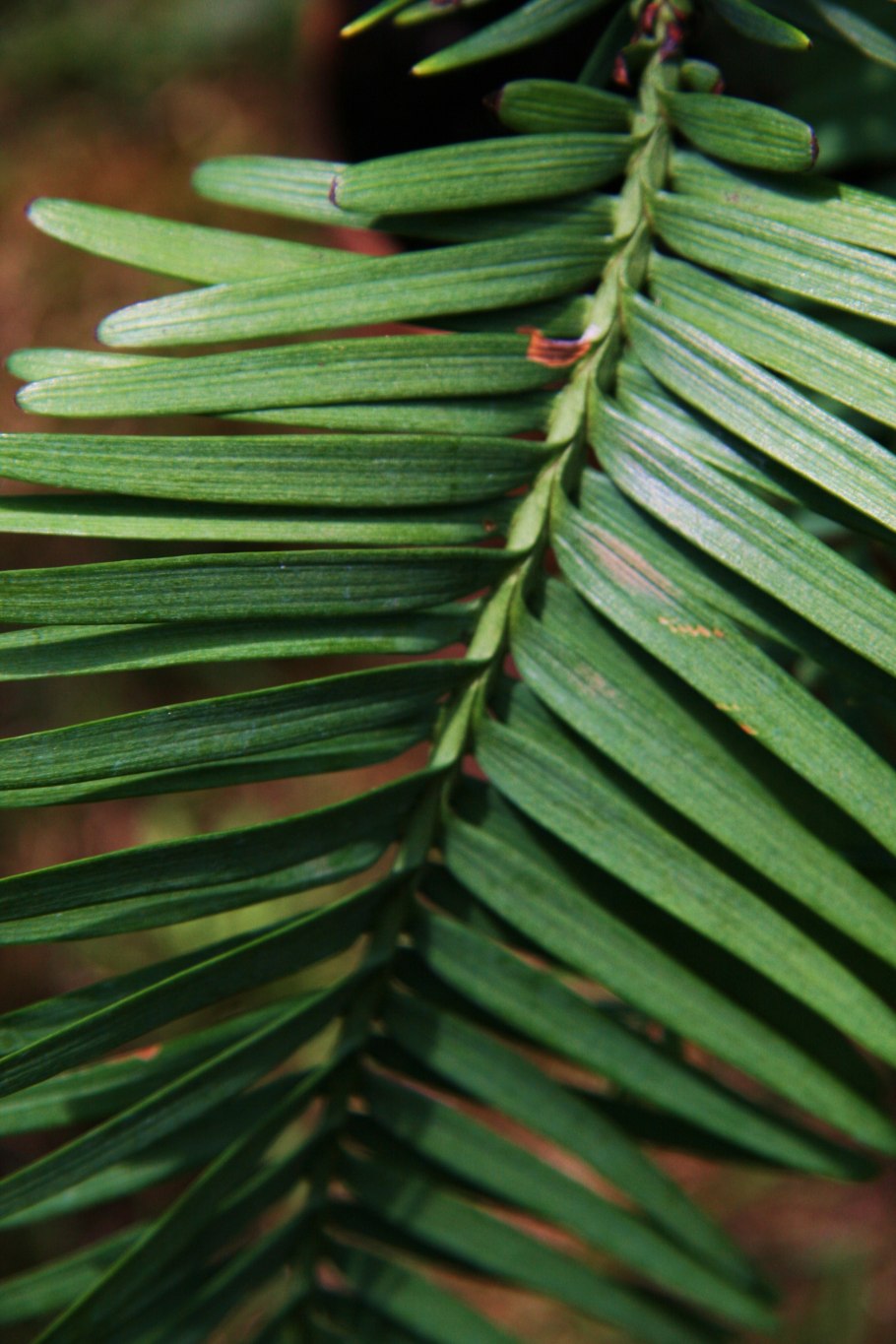 Воллемия болезнь