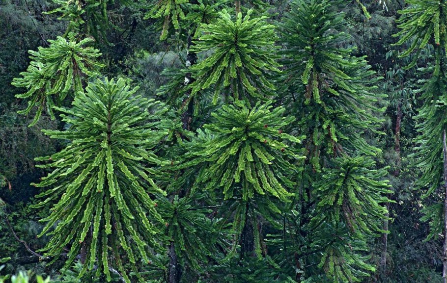 Воллемия хвоя