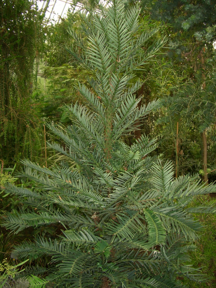 Сосна Нобилис