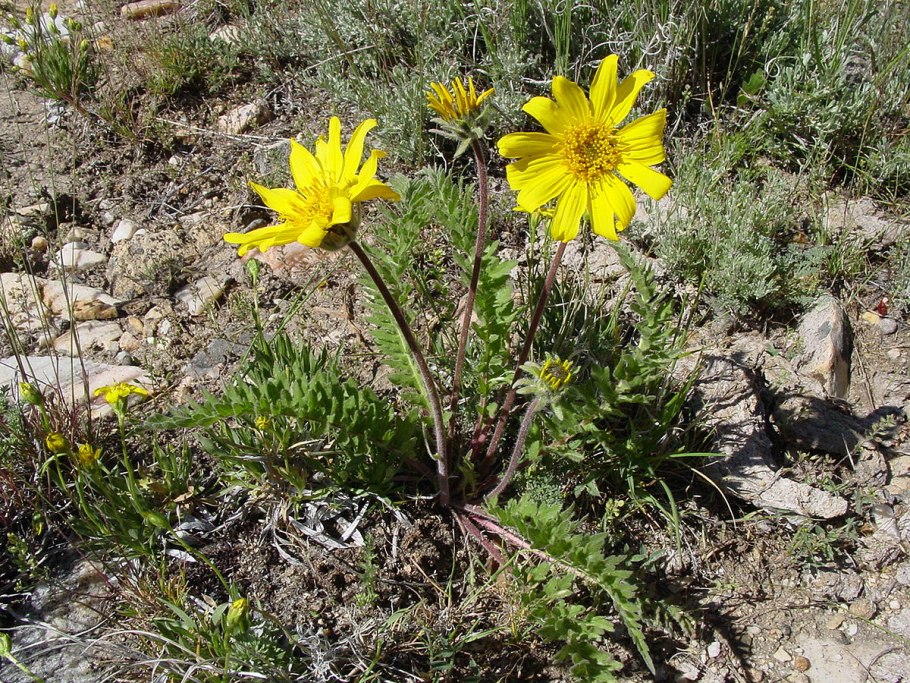 Бальзамориза стреловидная (Balsamorhiza sagittata)