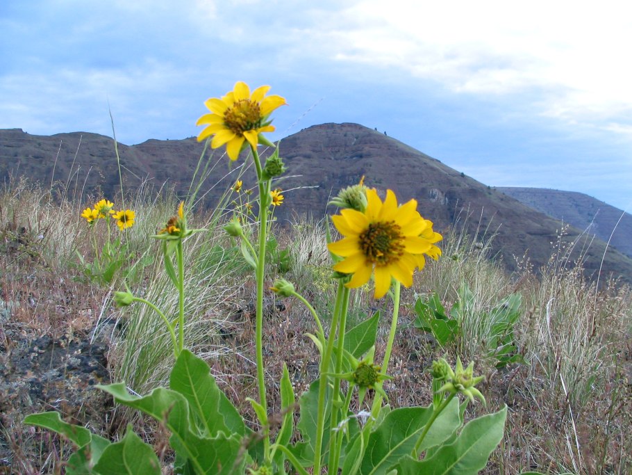 Бальзамориза стреловидная