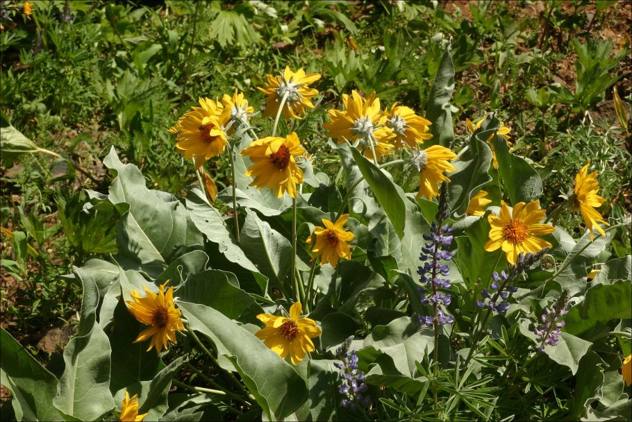 Бальзамориза стреловидная (Balsamorhiza sagittata)