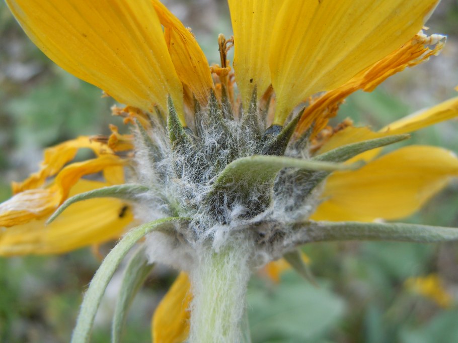 Discocotyle sagittata