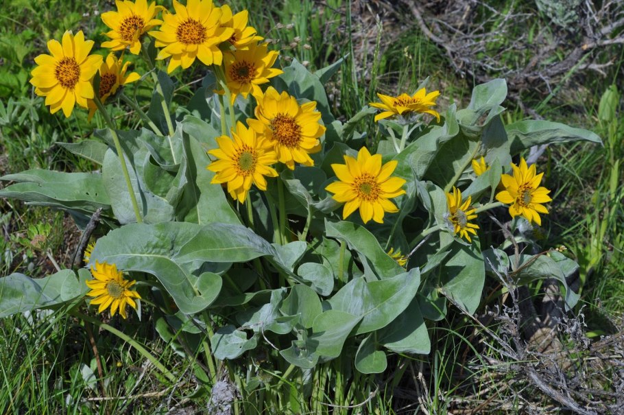 Balsamorhiza sagittata