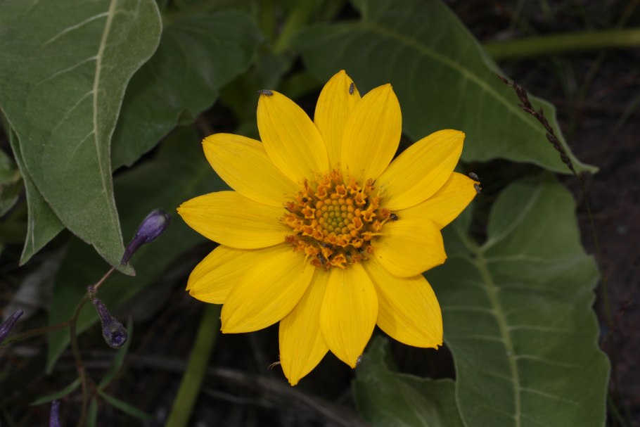 Бальзамориза стреловидная