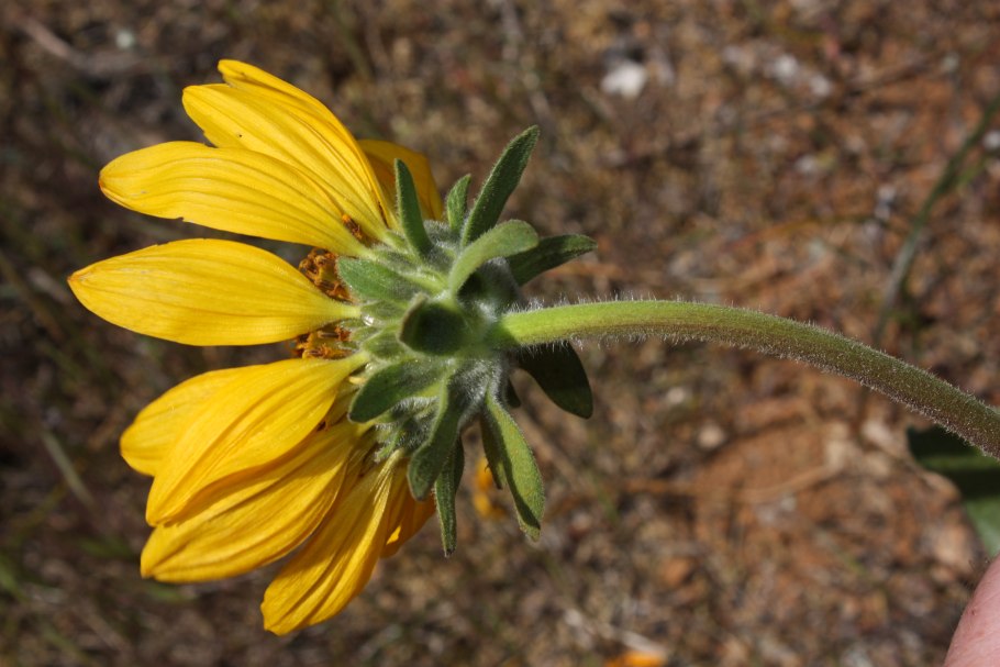 Цветы бальзамориза