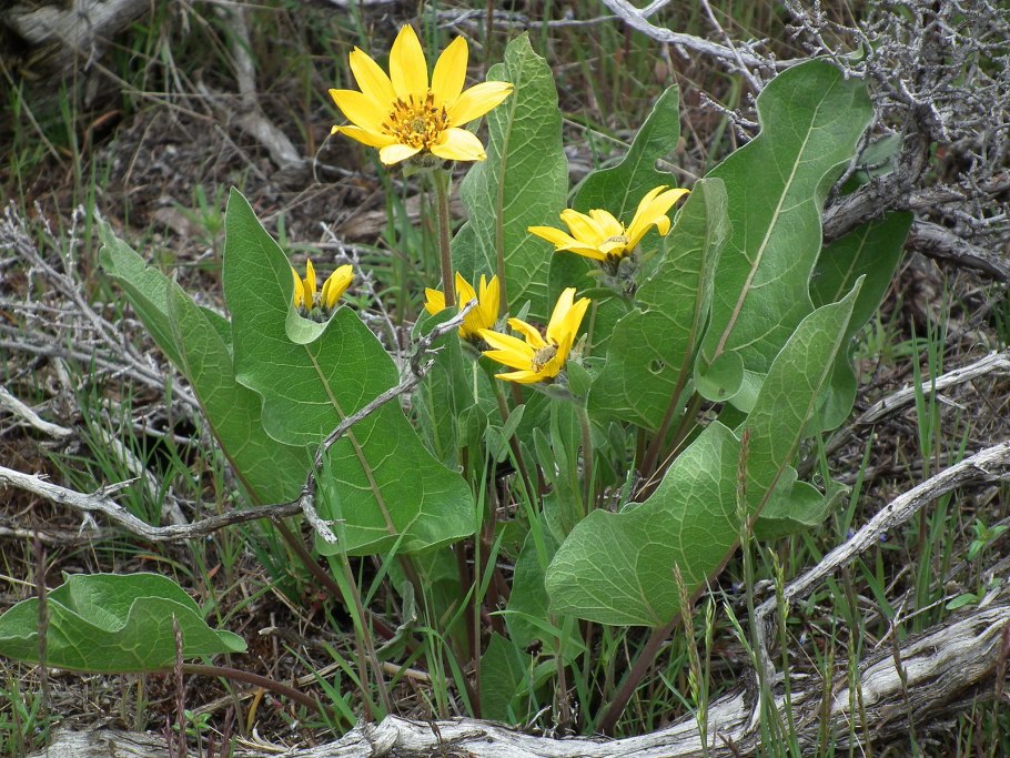 Balsamorhiza sagittata